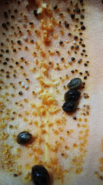 Güzel papaya tohumları