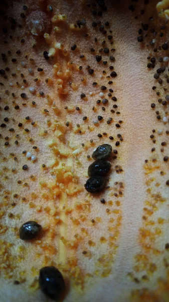 Güzel papaya tohumları