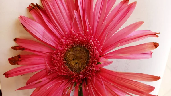 Taze ve koyu renkli güzel pembe çiçek