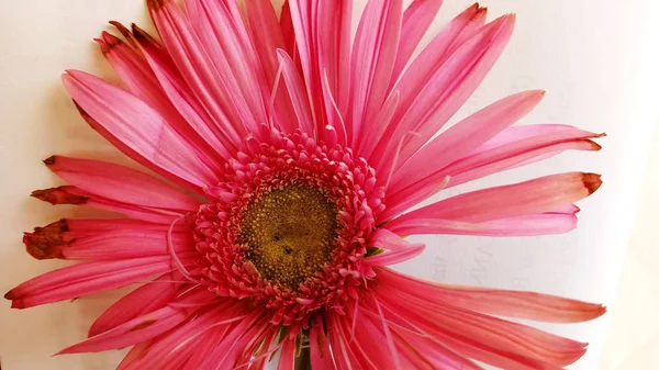 Bela flor rosa com cor fresca e escura — Fotografia de Stock