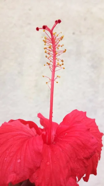 Süper doğal renk ve tazelik ile Hibiscus