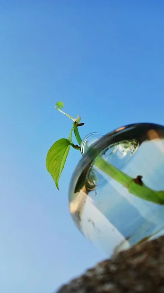 Su şişesi içinde böyle güzel bir bitki ve harika renk varlığı