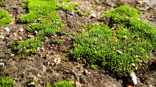 Frisch grünes Moos im Winter eingefangen — Stockfoto