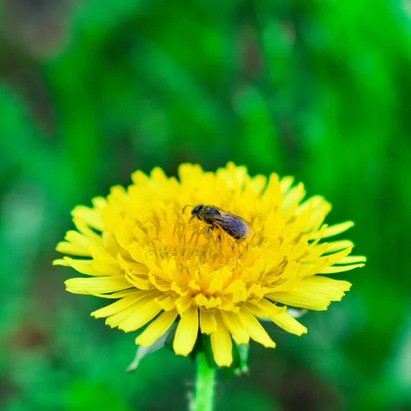 Μια Μέλισσα Που Συλλέγει Γύρη Μια Κίτρινη Πικραλίδα Ένα Θολό — Φωτογραφία Αρχείου