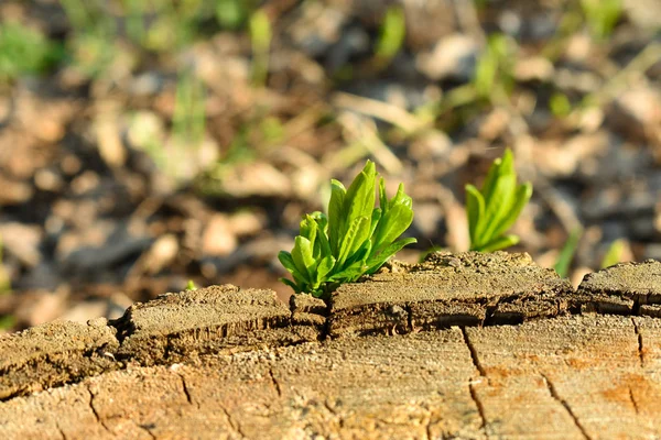Молодой Зеленый Росток Вырос Старой Коричневой Пеньке Весна — стоковое фото