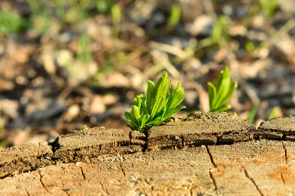 A young green sprout grew up on an old brown stump hemp. Spring.