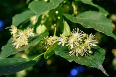 Çiçekler Ağaç Ihlamur Ağacı, Bahar Çiçek 