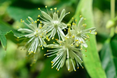 Çiçekler Ağaç Ihlamur Ağacı, Bahar Çiçek 