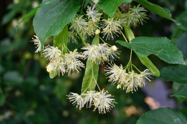 Yeşil yapraklar arasında ıhlamur ağacının çiçekleri 