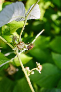 Bir arı polen toplar. Ahududu çiçeklerinden