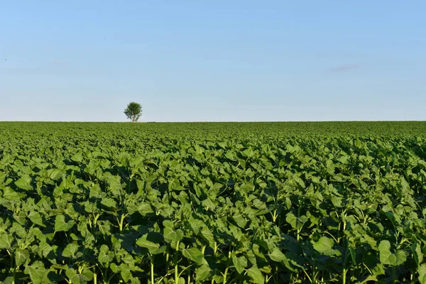 A field on which one tree grows, a summer landscape in sunny warm weathe.