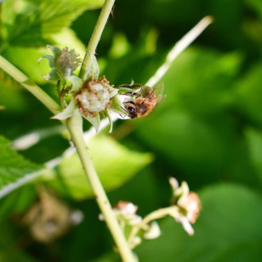Bir arı polen toplar. Ahududu çiçeklerinden