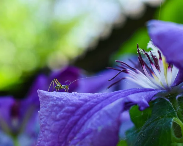 Pequeno gafanhoto em uma flor roxa . — Fotografia de Stock