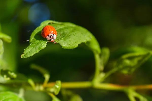 Ladybird eating a green leaf of a tree in the rays of the setting sun. — Stock Photo, Image
