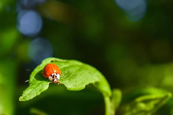 Ladybird eating a green leaf of a tree in the rays of the setting sun — Stock Photo, Image