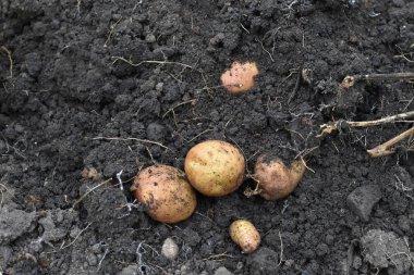 alanında taze organik patates. 
