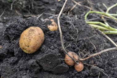 alanında taze organik patates. 