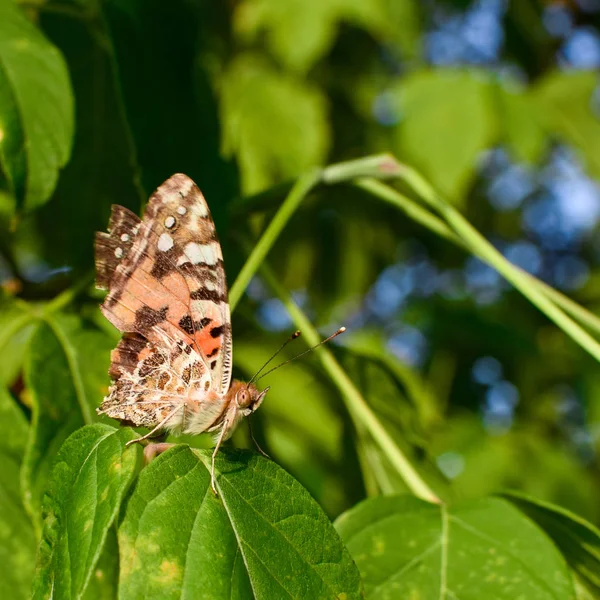 緑の休暇に座っている蝶。美しい蝶自然の生息地の昆虫. — ストック写真