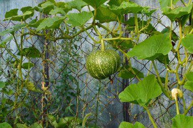 Bahçede yetişen yeşil balkabağı. Yeşil balkabağı bahçede bir çit üzerinde büyüyor. ızgara çit yakınındaki dalda kabak meyve.