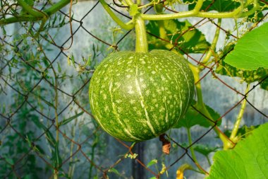 Yeşil kabak örgü yapılmış küçük bir çit yakınında bir dal asılı. Bahçede yetişen yeşil balkabağı. ızgara çit yakınındaki dalda kabak meyve.