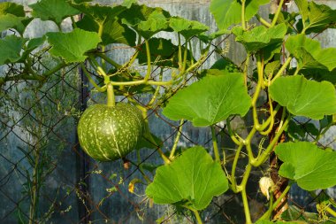 Bahçede yetişen yeşil balkabağı. Yeşil kabak bahçede bir çit üzerinde büyüyen.