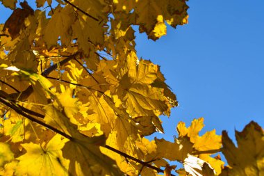 Sarı akçaağaç mavi gökyüzüne karşı bırakır. Bir yazıt için yer.