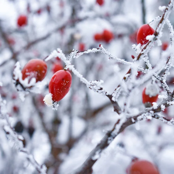 Red rose-hip in winter under frost