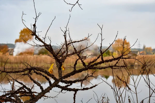 Paisaje de otoño. Una hoja naranja sobre una rama de árbol sobre un fondo de cielo gris y un lago y bosque otoñal . — Foto de Stock