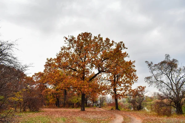 Jesienny krajobraz. Kolorowe jesienne drzewa. — Zdjęcie stockowe