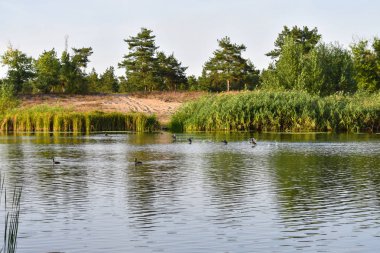 Birçok ördek yüzmek ve su üzerinde uçmak.