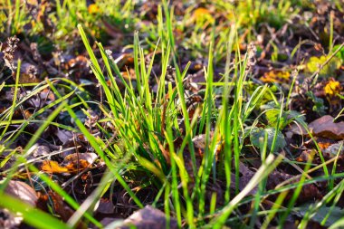 Batan güneşin ışınları sonbahar otlarının arasından parlıyor. Yeşil ve sarı sonbahar çimlerinin yakından görünümü. 
