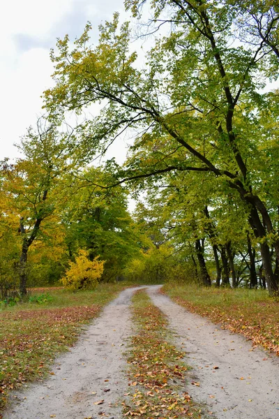 Landweg in het herfstbos, gele bladeren op de bomen en op de grond. — Stockfoto