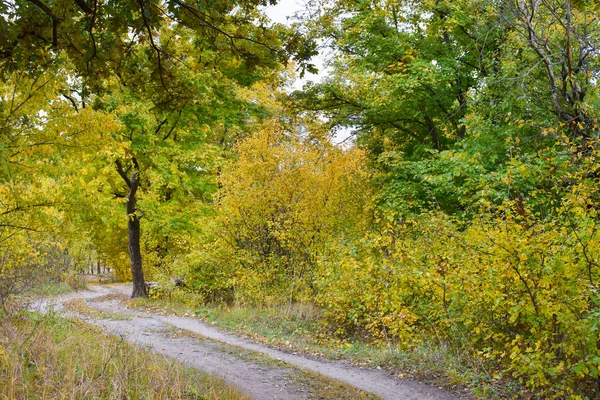 Droga w jesiennym lesie, żółte liście na drzewach i na ziemi. — Zdjęcie stockowe