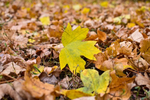 Folhas de outono coloridas. fundo natural. Folha de bordo amarelo no fundo de folhas marrons velhas . — Fotografia de Stock