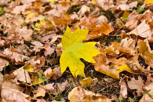 오래 된 갈색 잎의 배경에 있는 노란 단풍잎. — 스톡 사진