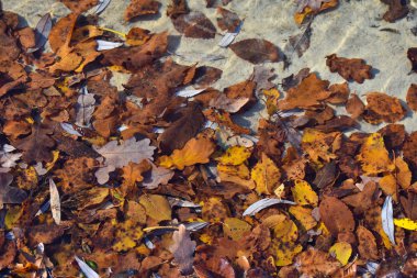 Kahverengi sonbahar yaprağı gölün suyuna düştü. Sonbahar.
