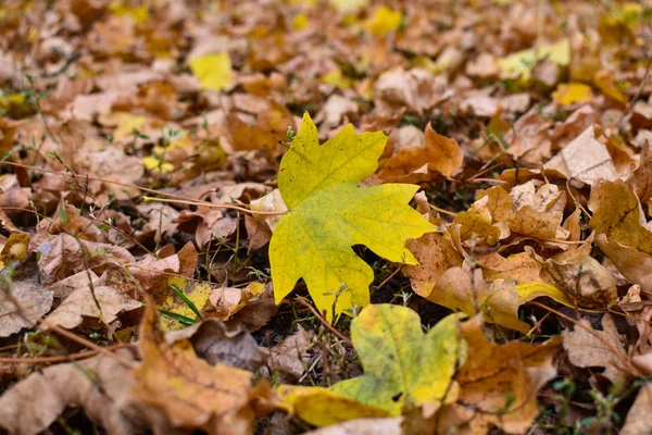 Folha de bordo amarelo no fundo de folhas marrons velhas . — Fotografia de Stock
