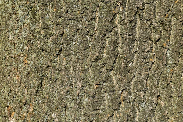 Texture di corteccia vecchio albero di legno per sfondo — Foto Stock