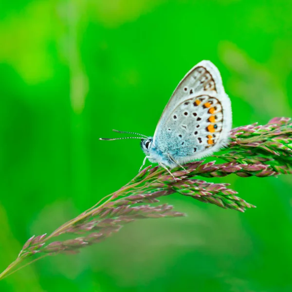 Μπλε πεταλούδα στο πράσινο γρασίδι. Ιστορικό — Φωτογραφία Αρχείου