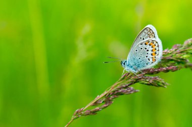 Yeşil çimenlikteki mavi kelebek. Bir kartpostal için güzel bir geçmiş. Yazı için uygun bir yer. Yandan görüntüle.