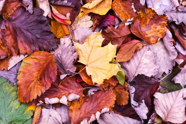 Feuilles d'automne colorées. Fond d'automne. La base de la carte postale . — Photo