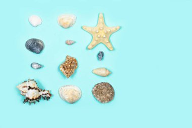 Mavi arka planda kare şeklinde bir deniz kabuğu koleksiyonu. Yukarıdan görüntüle.