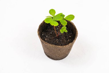 Çilek fideleri ve tohumlar beyaz arka planda bir tencerede toprakta. Bahçe ve tarım kavramı.