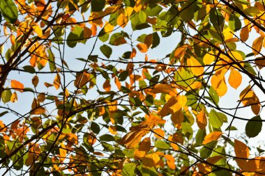 Beautiful colorful autumn leaves on tree branches. Green yellow. Autumn background. The basis for the postcard.