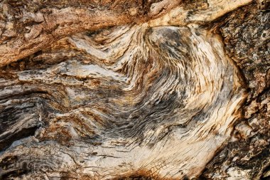 Cross section of a tree, wooden wall. Wood background. Textured section of a tree.