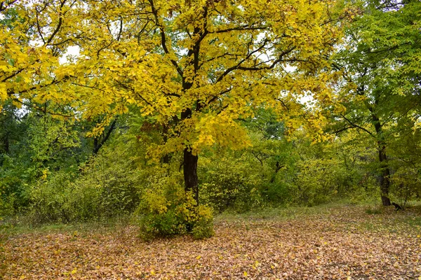 Autumn forest. Orange leaves on the trees in the autumn forest. Beautiful multi-colored autumn leaves of green, yellow, orange, red. — Stok fotoğraf