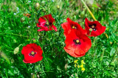 Red poppies on a background of green grass field.