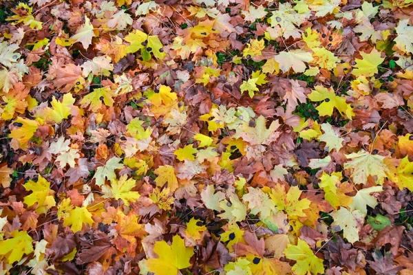 Folhas de outono coloridas. Fundo de outono. Folhas de outono amarelas — Fotografia de Stock