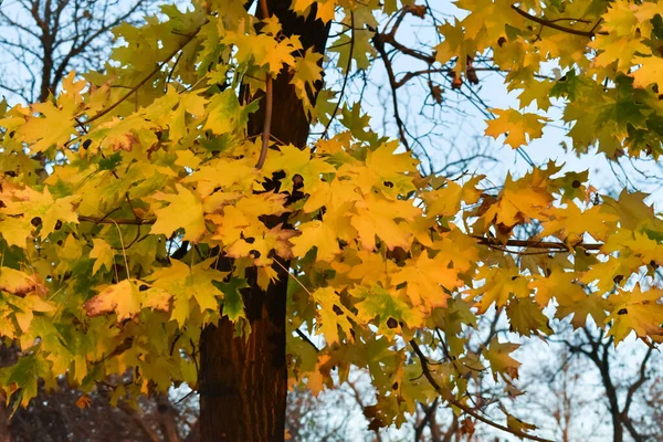 Autumn tree with yellow leaves. Fall. Yellow leaves on a tree.