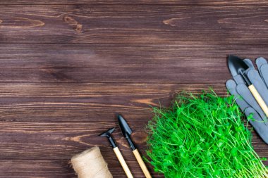 Ahşap desenli arka planda yeşil bezelye filizleri bahçe aletleri ve eldivenlerle. Yazı için uygun bir yer. Yukarıdan görüntüle.